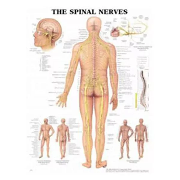 Wolters Kluwer HealthChart Anatomical The Spinal Nerves 20x26" EA (9781587792052)