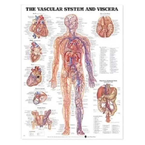 Wolters Kluwer HealthChart Anatomical Vascular System and Viscera 19" x 26" Ea
