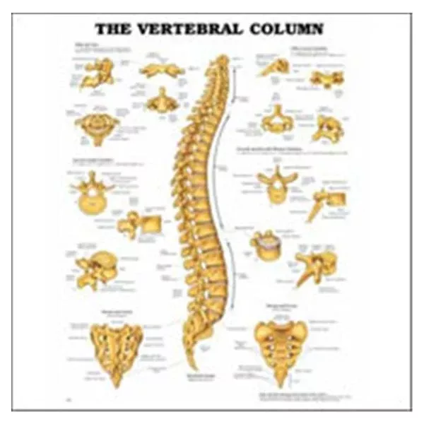 Wolters Kluwer HealthChart Anatomical Vertebral Column 20x26" Ea (9781587792106)