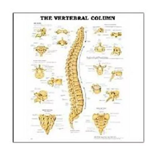 Wolters Kluwer HealthChart Anatomical The Vertebral Column 20x26" Ea (9781587792113)