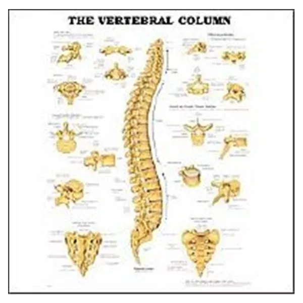 Wolters Kluwer HealthChart Anatomical The Vertebral Column 20x26" EA (9781587796890)