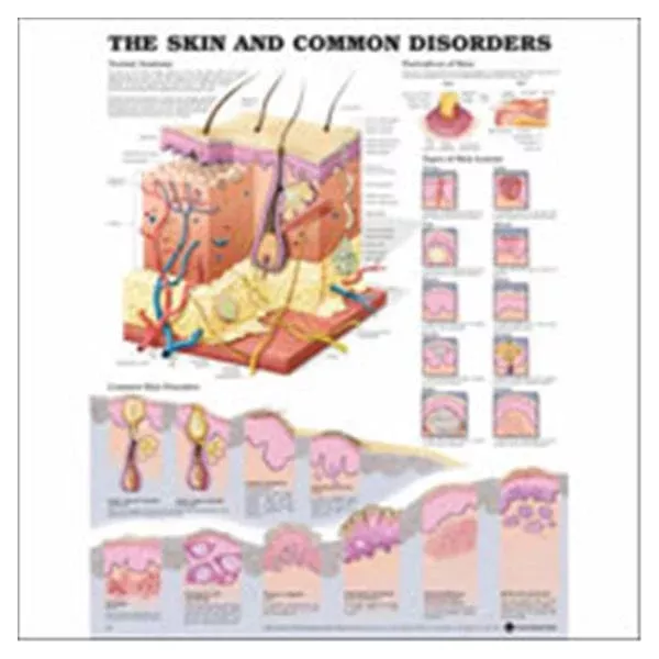 Wolters Kluwer HealthChart Anatomical/Wall 20x26" Paper Ea